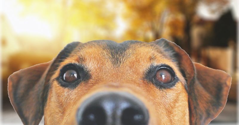 Bitdefender Premium Vpn