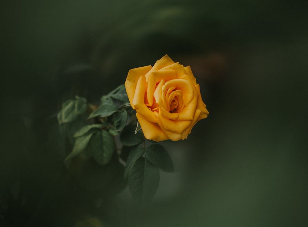 Bitdefender Total Security Buy